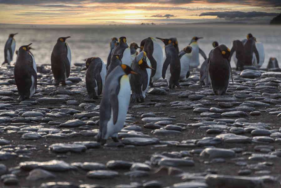 Pingüino Rey - islas Georgias del Sur 053.jpg